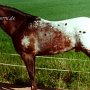 Appaloosa 2 (1)